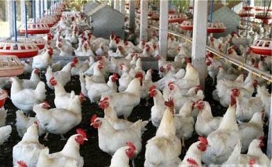 肉鸡用什么添加剂可以缩短饲养周期