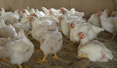 肉鸡过料放大招-胆汁酸解决肉鸡过料的应用方案