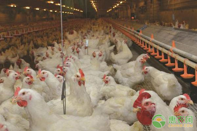 冬季白羽肉鸡养殖技术及饲养管理要点