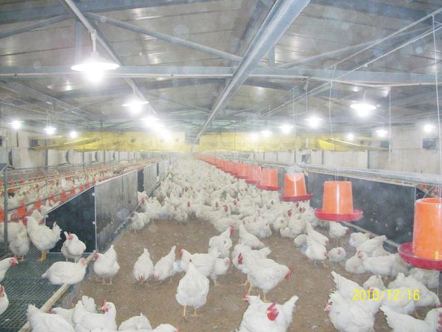 现代化养鸡系统及设备