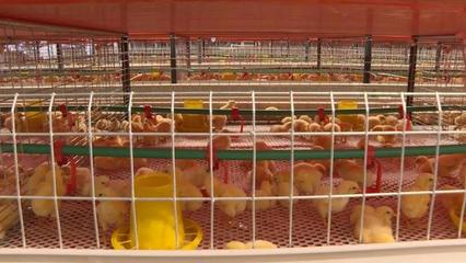带活养殖,致富村民,肉鸡养殖企业入驻明月镇长平村