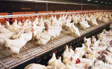 如何防治肉鸡饲养各阶段疾病?